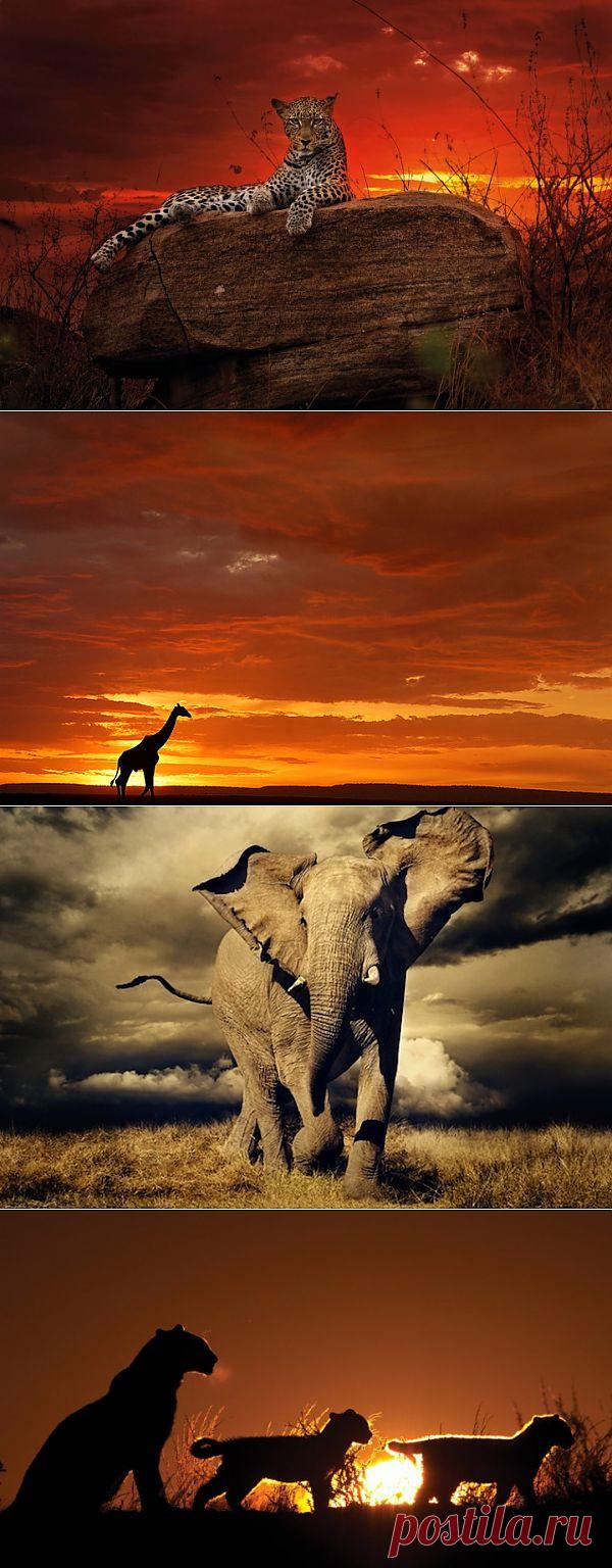 (+1) тема - Удивительный животный мир Alex Bernasconi ! | УДИВИТЕЛЬНОЕ