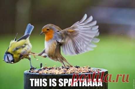 Смех до слез: приколы для позитивного настроения - Новости журнала - Традиционный сборник для любителей юмора и приколов! Всем отличного настроения и улыбок! - Новости Телеграф - Страница 12