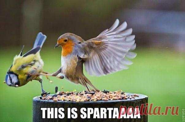 Смех до слез: приколы для позитивного настроения - Новости журнала - Традиционный сборник для любителей юмора и приколов! Всем отличного настроения и улыбок! - Новости Телеграф - Страница 12