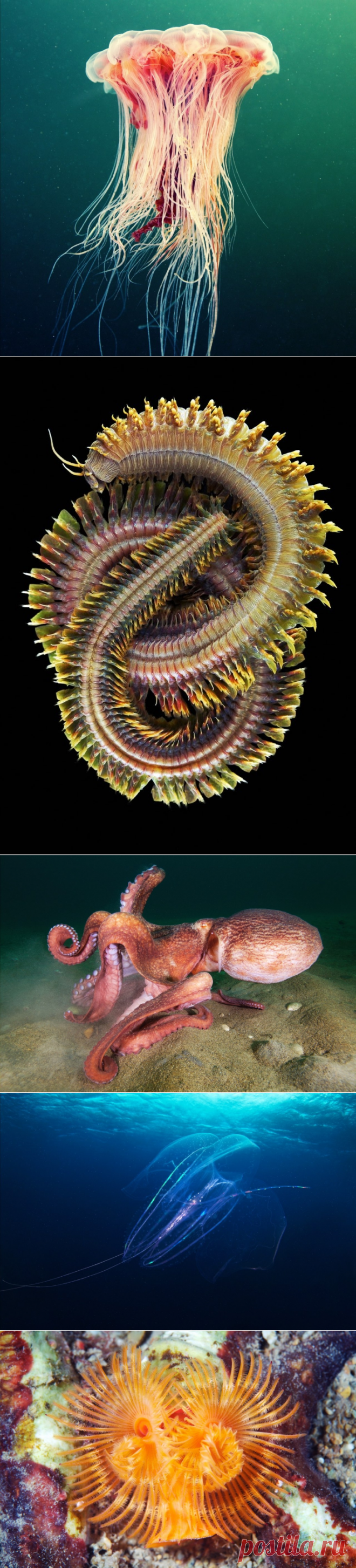 Невероятные фотографии подводного мира от фотографа и морского биолога Александра Семенова. - Путешествуем вместе