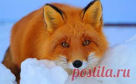 Галина Щекотова – Google+ - Рыжая лисица﻿