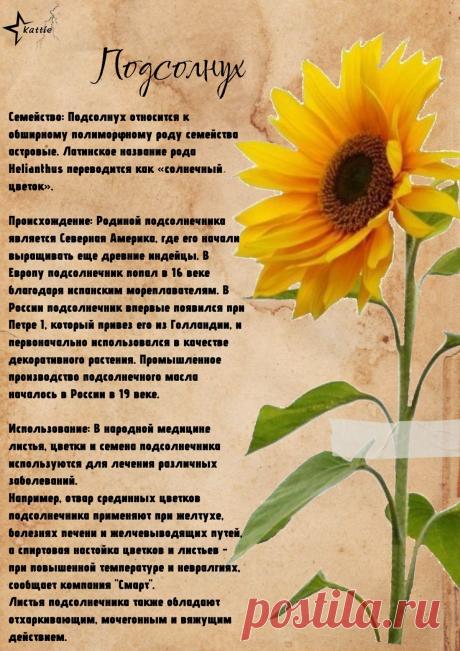 Подсолнух