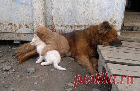 Талисман удачи. Добавь на свою страницу.. Добавлена фотография в альбом Домашние животные