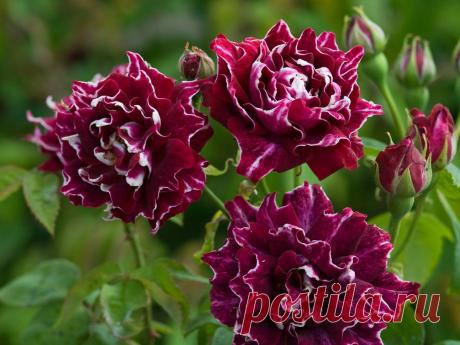 Старовинні троянди з квітами бордового кольору, доступні в Україні Оксамитові старовинні троянди бордової палітри — від стиглої черешні до глибокого п’янкого бордо — дивишся і потопаєш... На різних грунтах, за різних погодних умов кольори можуть проявлятися дещо по-різному: підсвічуватись червоними або пурпуровими відтінками.