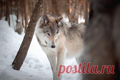 Россиянин дал бой стае волков и остался с одним патроном против шести хищников. В Мурманской области рыбак дал бой стае из восьми волков и смог от них отстреляться. Россиянин рассказал, что ехал по реке, когда его начали окружать хищники. Волки попытались накинуться на мужчину, но тот открыл по ним огонь из карабина и сумел убить двоих, а остальные члены стаи отступили.