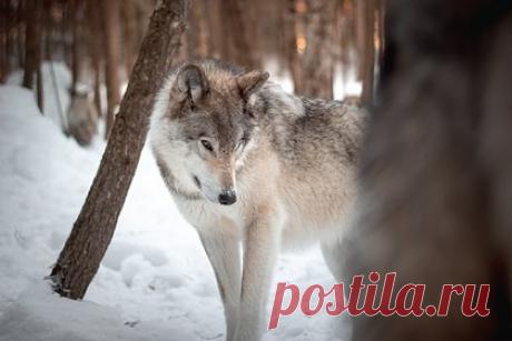 Россиянин дал бой стае волков и остался с одним патроном против шести хищников. В Мурманской области рыбак дал бой стае из восьми волков и смог от них отстреляться. Россиянин рассказал, что ехал по реке, когда его начали окружать хищники. Волки попытались накинуться на мужчину, но тот открыл по ним огонь из карабина и сумел убить двоих, а остальные члены стаи отступили.