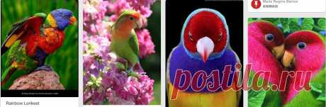 (3) Rainbow lorikeets... | Animals