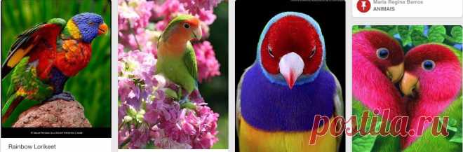 (3) Rainbow lorikeets... | Animals