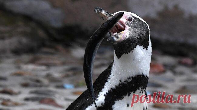 Три пингвина Гумбольдта переехали из Приморского океанариума в Казань