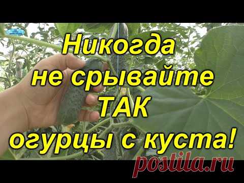 Как НЕЛЬЗЯ собирать огурцы - не допустите этих ошибок!