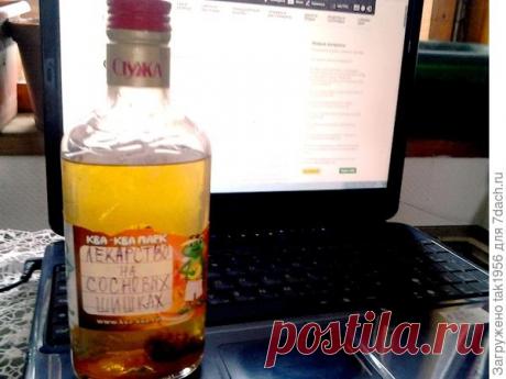 Настойка на сосновых шишках лечит сосуды. Рецепт. Полезные свойства