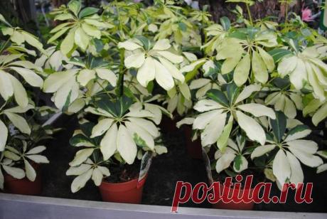 Комнатные растения с хорошей, положительной и плохой, отрицательной энергетикой