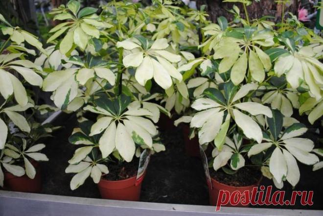 Комнатные растения с хорошей, положительной и плохой, отрицательной энергетикой