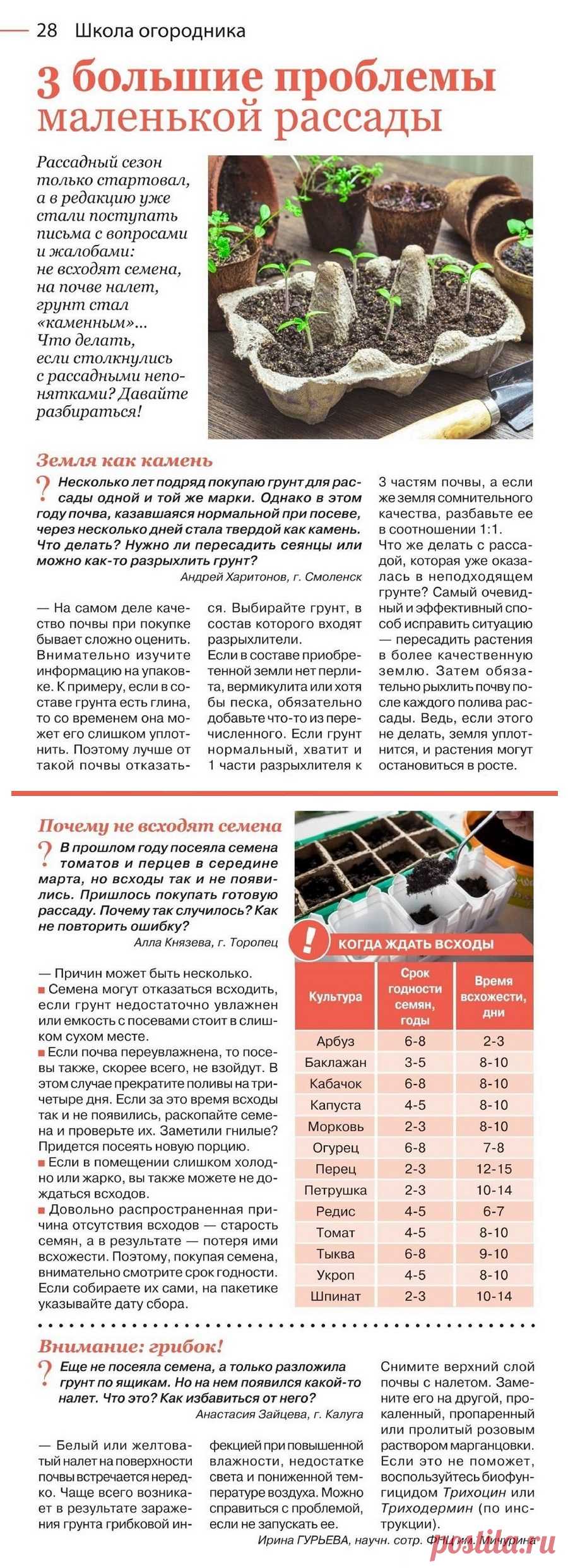 3 большие проблемы маленькой рассады
