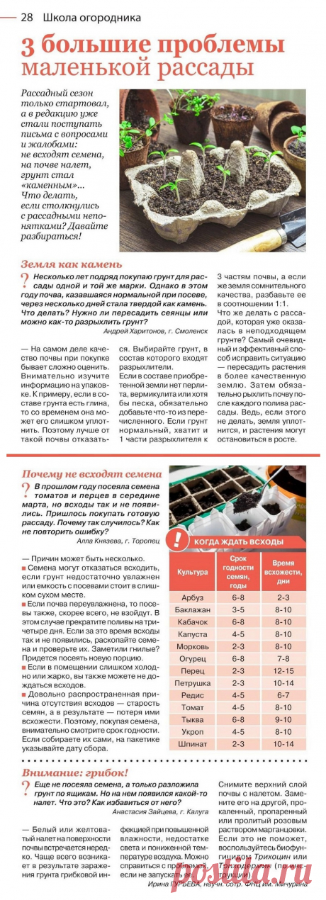 3 большие проблемы маленькой рассады
