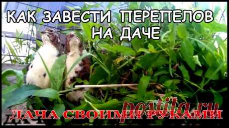 ☭ Эксперимент по содержанию перепелов. Показываю с чего начал, личный опыт.   ☻ Лучший способ завести перепелов - это взять и завести.  ☺ Оказывается можно содержать этих птичек в нормальных условиях, а не в концлагерях как советуют на птичьих рынках и говорят, что по другому их содержать нельзя иначе нестись не будут!  ---------------------------------------- ✔ Подписывайтесь на канал Дача Своими Руками, Самоделки Для Дачи, Идеи Для Дачи - https://rutube.ru/channel/242536...