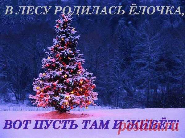 ЕЛЬ - это дерево, которое живёт сотни лет, принося всей планете огромную пользу. 
Каждое дерево живое и тоже чувствует боль. 

В новогодние праздники происходит абсолютно бестолковая вырубка леса! 
Праздник пройдет, а ёлочке лет 10 расти нужно! 
Воздержись от покупки живой елки - береги приРОДу! 

А еще лучше посадить ель у себя во дворе, ухаживать и наряжать ее каждый год дружно всем двором!