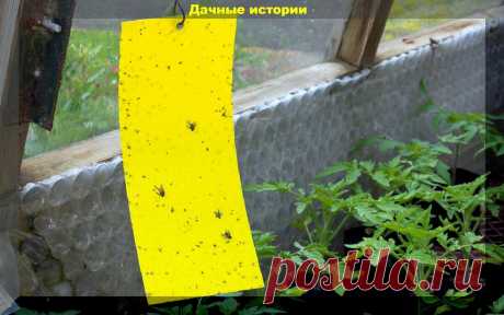Беспощадная борьба с вредителями сада и огорода: даем рекомендации и отвечаем на вопросы опытных и начинающих дачников | Дачные истории | Дзен