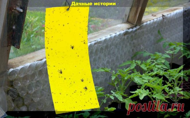 Беспощадная борьба с вредителями сада и огорода: даем рекомендации и отвечаем на вопросы опытных и начинающих дачников | Дачные истории | Дзен