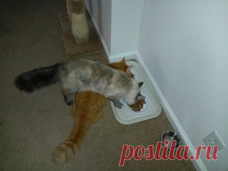 Из чужой миски всегда вкуснее! | Позитив