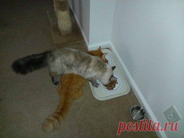 Из чужой миски всегда вкуснее! | Позитив