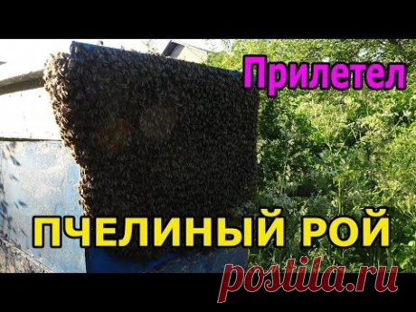 Как ловить пчелиный рой  - Самый лёгкий метод  -  пчеловодство