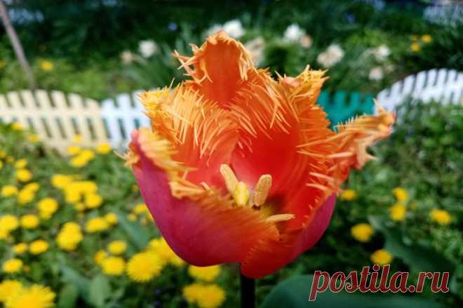 Как выбрать луковицы тюльпанов: ошибки, ведущие к слабому цветению. Луковица должна быть плотной, тяжелой для своего размера, без ощущения пустоты внутри.