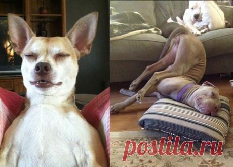 Глубокий собачий сон под углом 45 градусов / Болталка / Истории в картинках