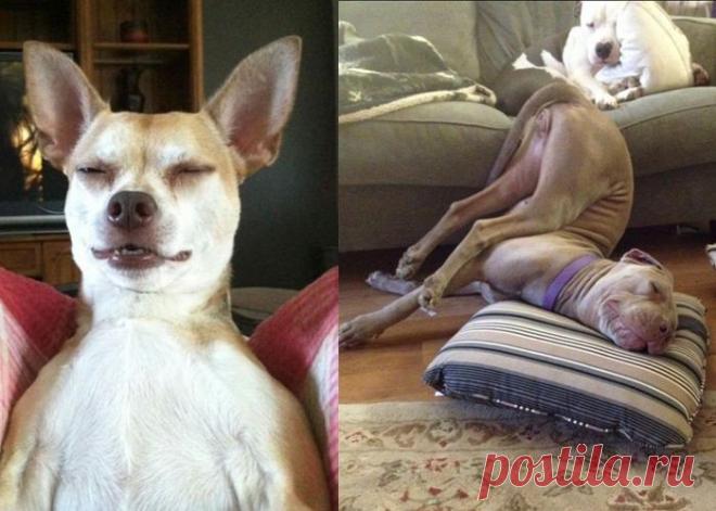 Глубокий собачий сон под углом 45 градусов / Болталка / Истории в картинках