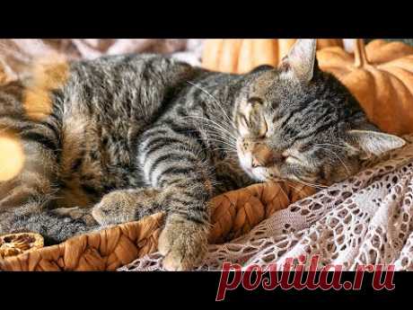 Хорошая музыка от бессонницы 😽 Звуки, на которые реагируют кошки, музыка, под которую кошки бесс...