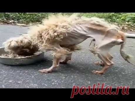 Amazing Transformation Of Starving Dog After Rescued Dog Rescue Stories