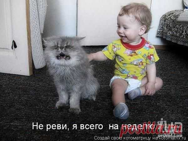 Бернард Шоу: -"Человек культурен настолько, насколько он способен понять кошку..."