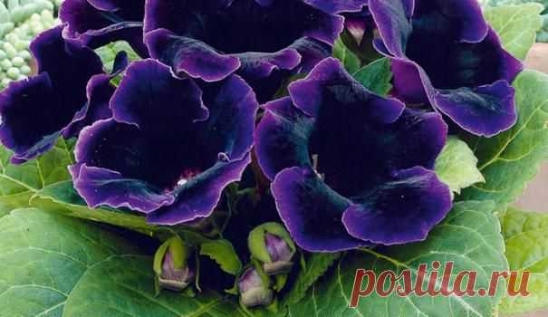 Учимя выращивать глоксинию из семян — Сад на подоконнике