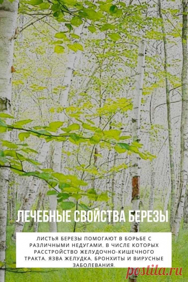 Лечебные свойства березы. Береза — самое распространенное дерево России. Ее разные виды можно встретить за Полярным кругом и в пред­горьях Кавказа, на Сахалине и в Калининградской области. Береза всегда ассоциируется с образом Родины. Ее ис­пользовали для строительства жилья, березовыми дровами топили печи, молодыми ветками кормили скотину.