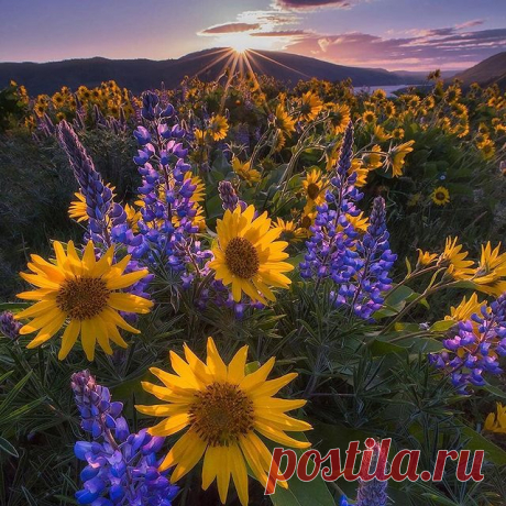 Photo shared by ВОКРУГ СВЕТА on June 08, 2021 tagging @nicholassteinbergphotography. May be an image of flower and nature. “There is a place where some people can see it.”