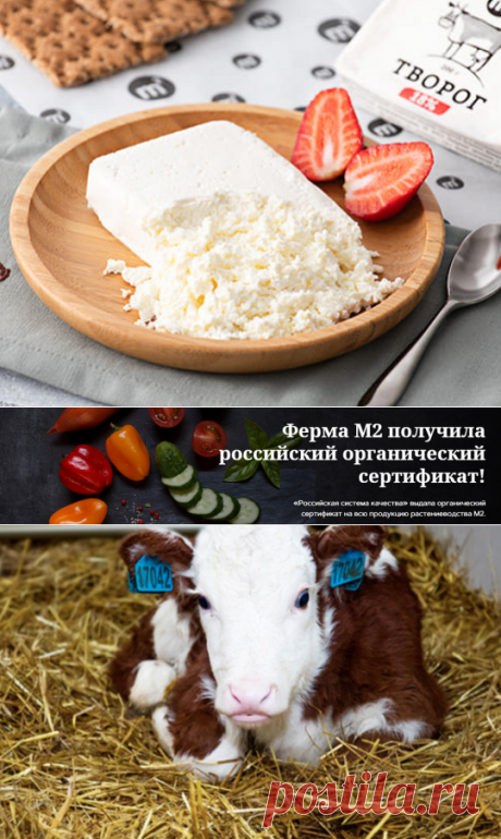 Почему органические продукты становятся популярными и где их купить недорого | Блоггерство на пенсии | Яндекс Дзен
