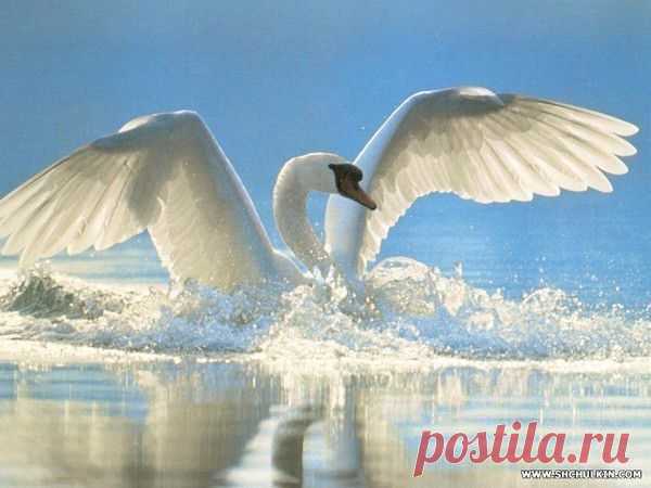 ДРУГОЕ -> стихи и проза на Избе-Читальне