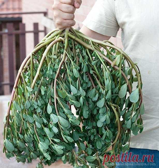 Как использовать портулак в кулинарии | ИТАЛЬЯНСКАЯ КУХНЯ