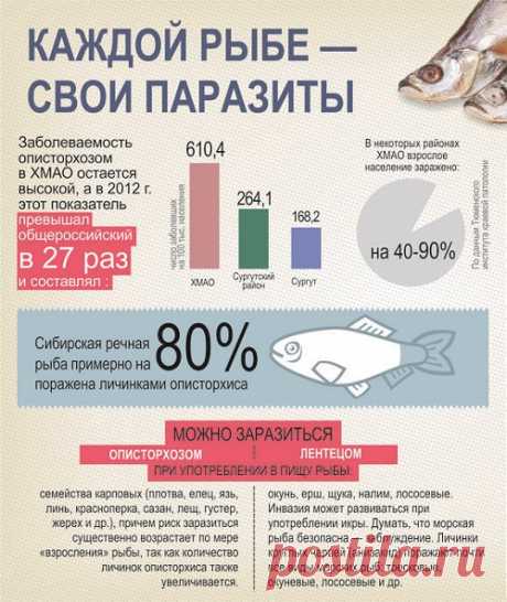 Можно ли засолить рыбу за 2 часа: полностью безопасный рецепт соленой горбуши — не отличить от семги!