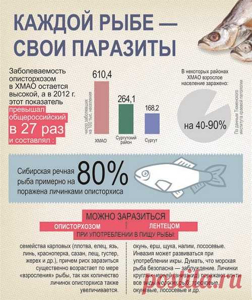 Можно ли засолить рыбу за 2 часа: полностью безопасный рецепт соленой горбуши — не отличить от семги!