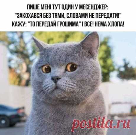 Мяу :) кіт коти кошеня | Facebook