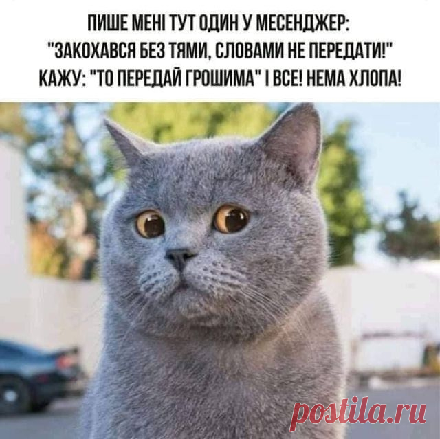 Мяу :) кіт коти кошеня | Facebook