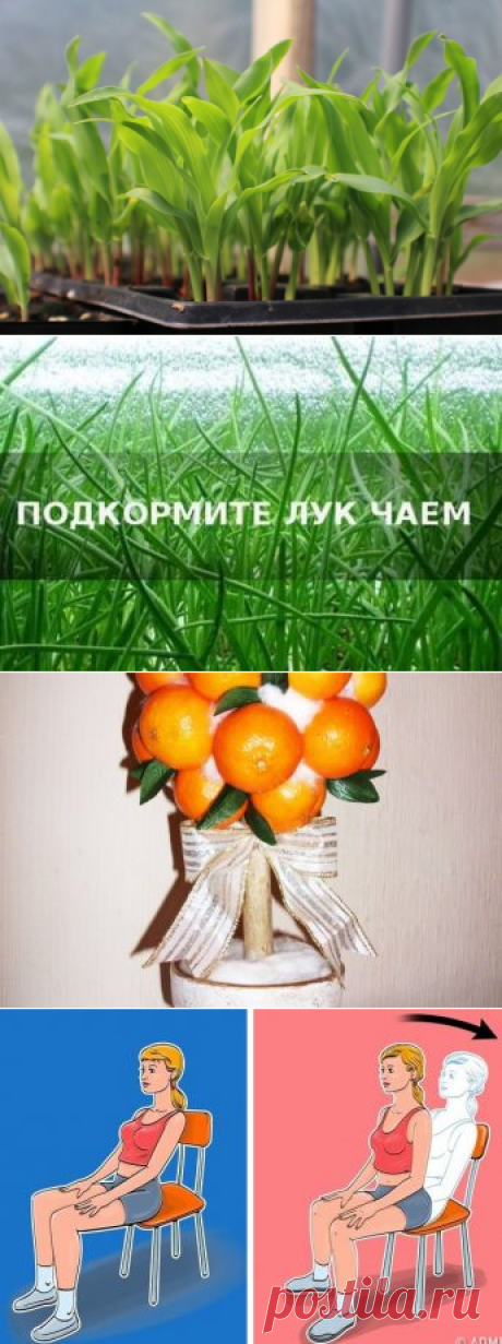 Выбираем посадочные дни для кукурузы по лунному календарю 2020 года
Сажать кукурузу на рассаду в 2020 году по лунному календарю несложно, если...
Читай дальше на сайте. Жми подробнее ➡