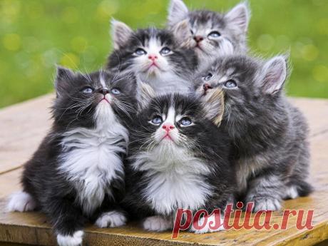 Ну где же мама?...