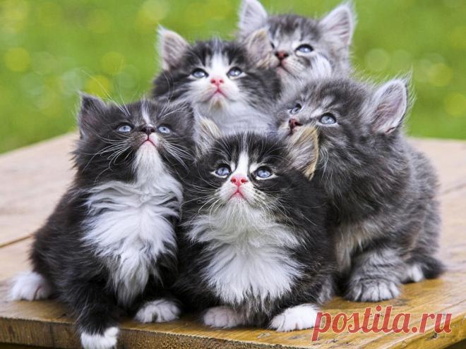 Ну где же мама?...