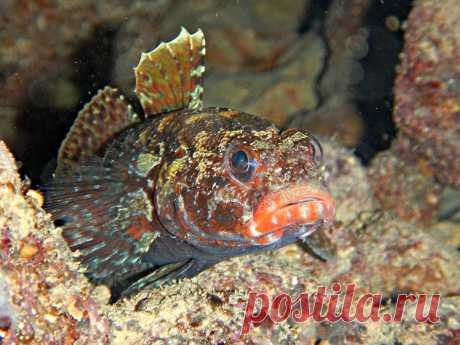 Красноротый бычок (Gobius cruentatus).