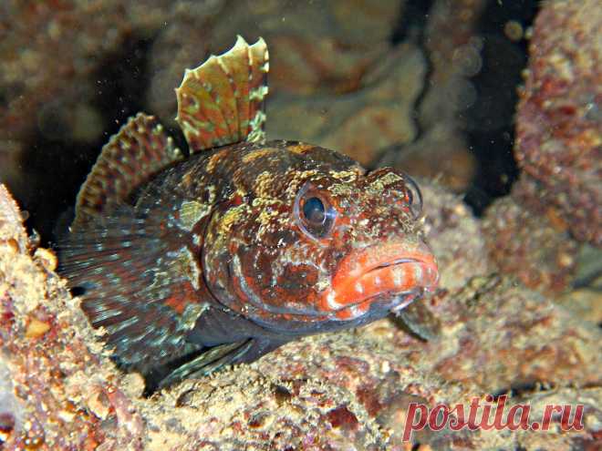 Красноротый бычок (Gobius cruentatus).