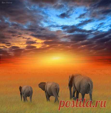 SUNSET, ELEPHANTS, | Sunsets