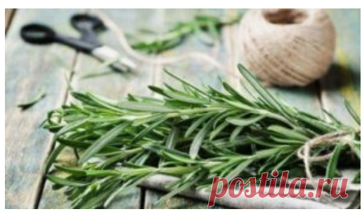 Мощная трава для мозгового кровообращения