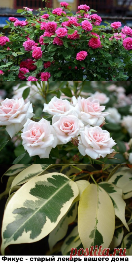 (45) Одноклассники